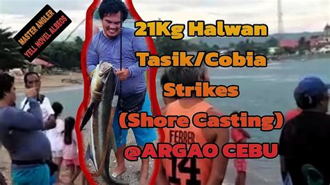 halwan fish|Cobia .